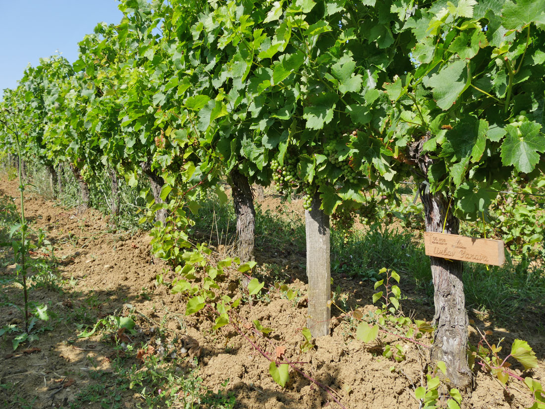 Виноградник на урожай